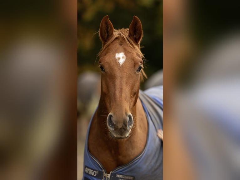 Hannover Giumenta 8 Anni 163 cm Sauro in Gütersloh