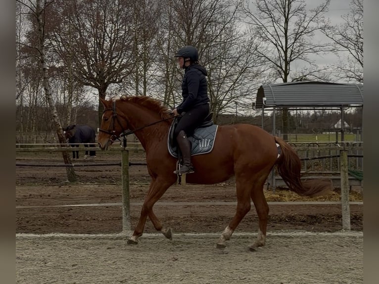 Hannover Giumenta 8 Anni 163 cm Sauro in Gütersloh
