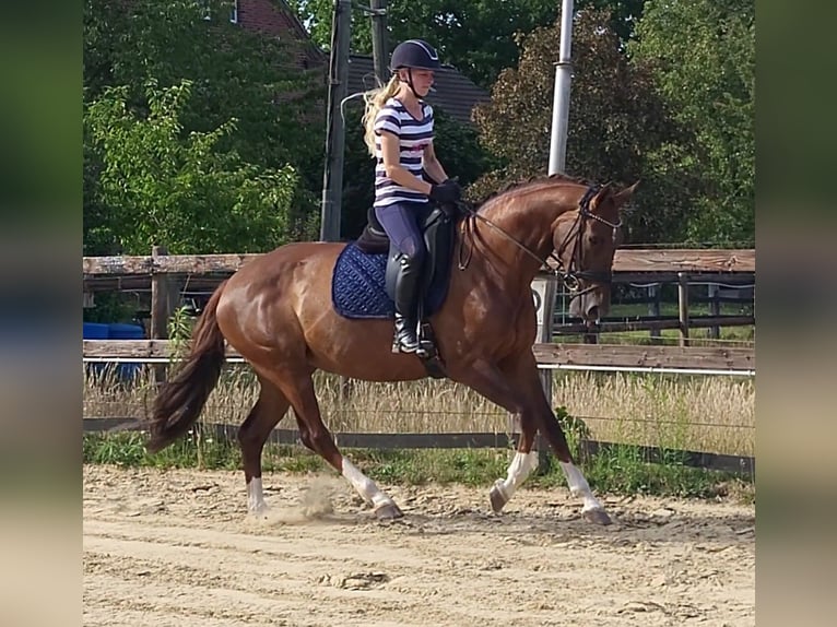 Hannover Giumenta 8 Anni 163 cm Sauro scuro in Selm