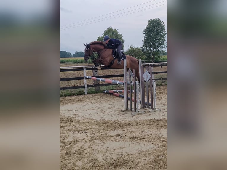 Hannover Giumenta 8 Anni 163 cm Sauro scuro in Selm