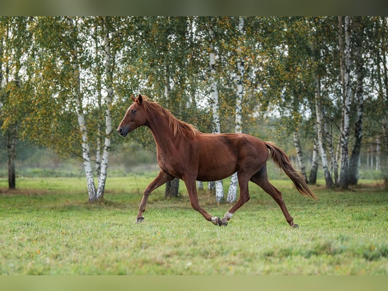 Hannover Giumenta 8 Anni 163 cm Sauro scuro in Augšdaugavas novads