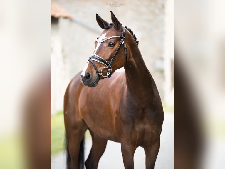 Hannover Giumenta 8 Anni 164 cm Baio in Rosdorf