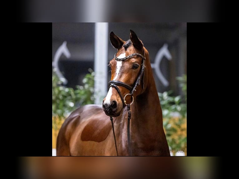 Hannover Giumenta 8 Anni 164 cm Baio in Rosdorf