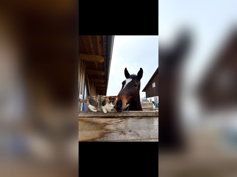 Hannover Giumenta 8 Anni 164 cm Baio in Rottenburg an der Laaber