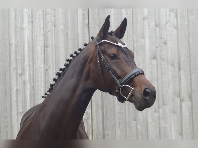 Hannover Giumenta 8 Anni 164 cm in Rendsburg