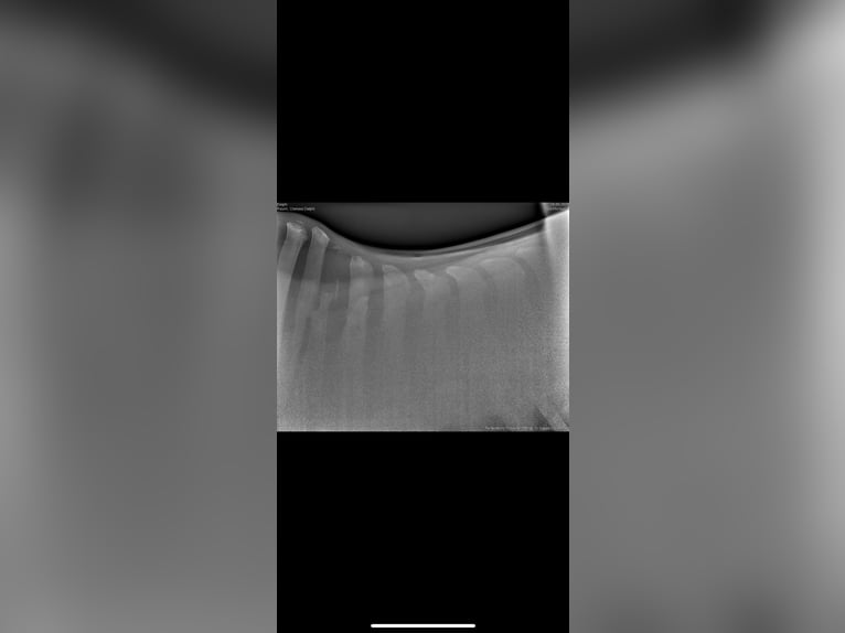 Hannover Giumenta 8 Anni 164 cm Grigio in Porta Westfalica