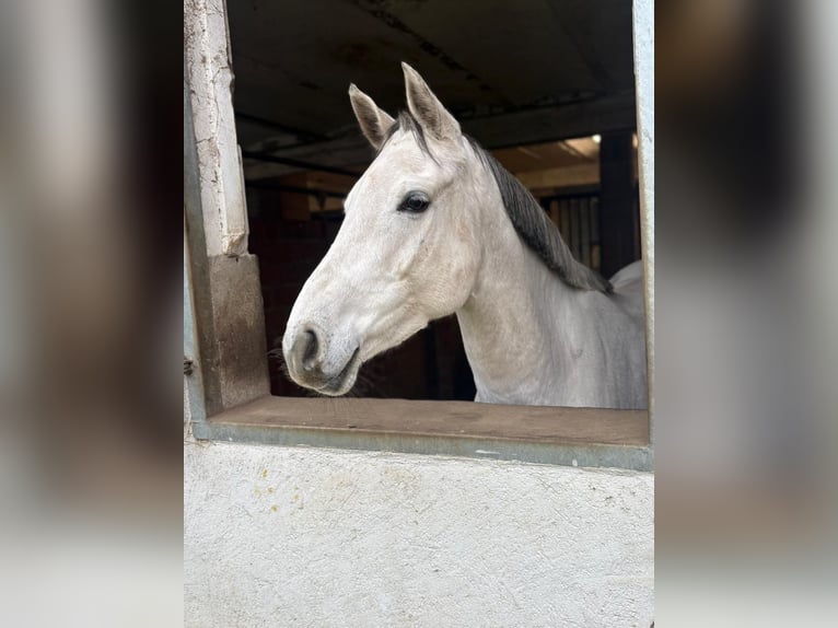 Hannover Giumenta 8 Anni 164 cm Grigio in Porta Westfalica