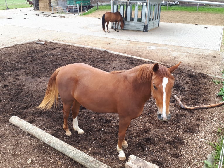 Hannover Giumenta 8 Anni 164 cm Sauro in Winterlingen