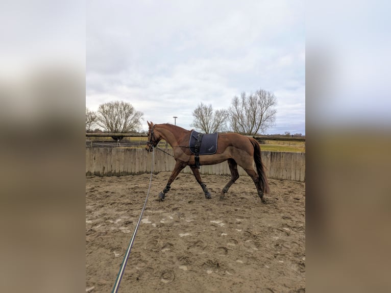 Hannover Giumenta 8 Anni 164 cm Sauro in Oberkrämer