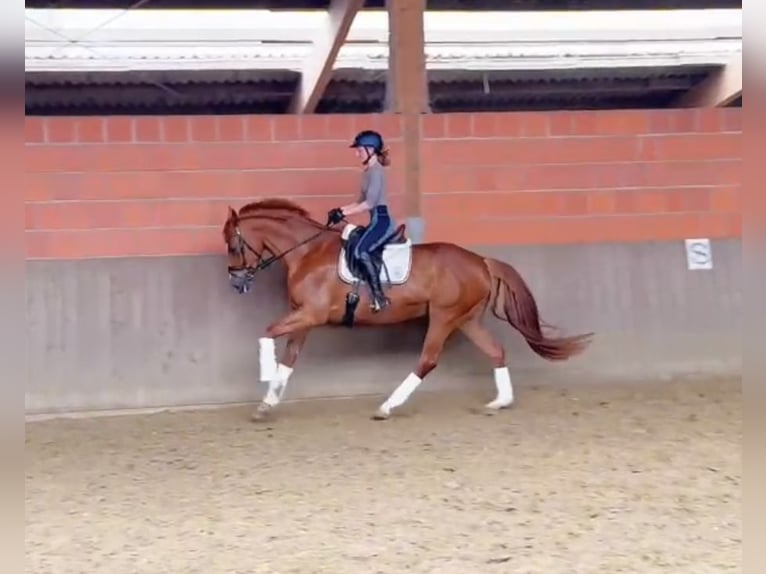 Hannover Giumenta 8 Anni 164 cm Sauro scuro in Hamm