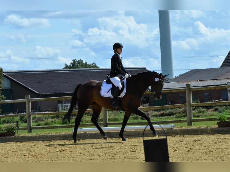 Hannover Giumenta 8 Anni 165 cm Baio in Borken