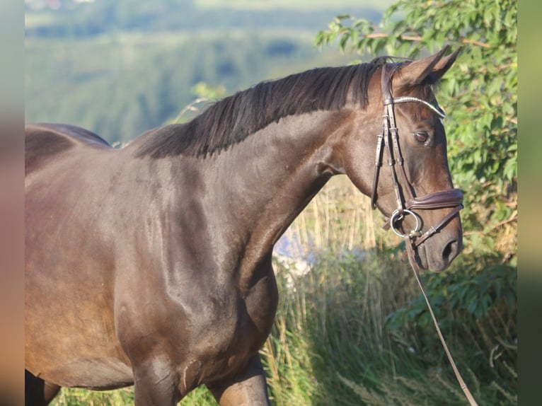 Hannover Giumenta 8 Anni 165 cm Baio scuro in GROTE-BROGEL