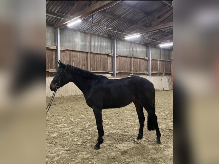 Hannover Giumenta 8 Anni 165 cm Baio scuro in Sibbesse