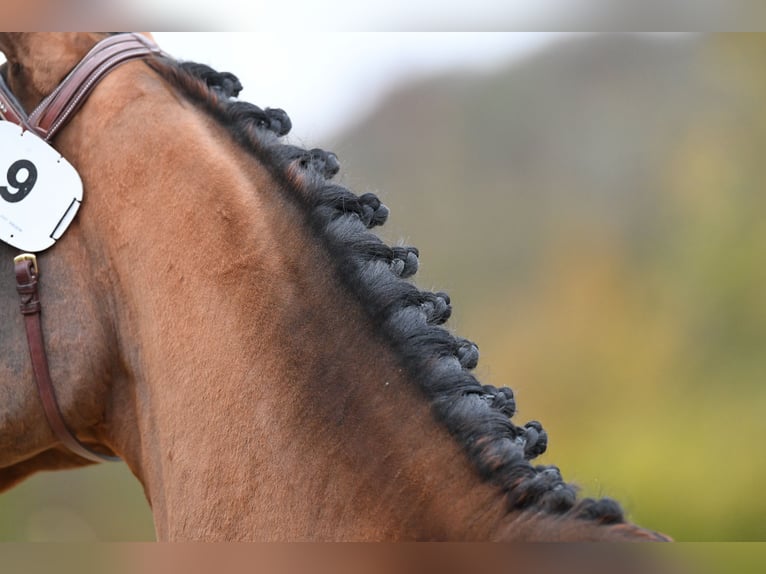 Hannover Giumenta 8 Anni 165 cm Baio in Kottwil