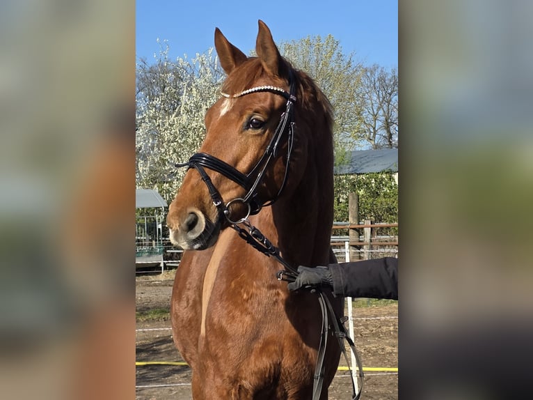 Hannover Giumenta 8 Anni 165 cm Sauro in Wachtendonk