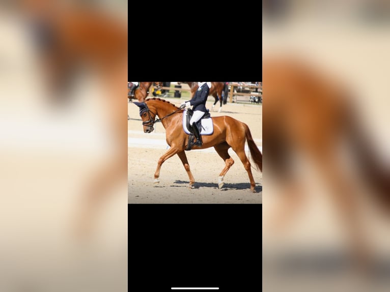 Hannover Giumenta 8 Anni 165 cm Sauro in Saerbeck