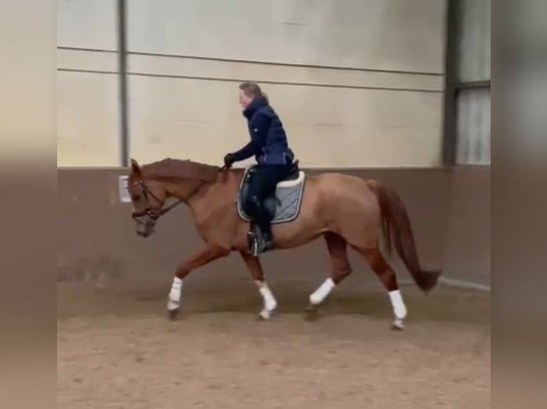 Hannover Giumenta 8 Anni 165 cm Sauro in Hamburg Uhlenhorst
