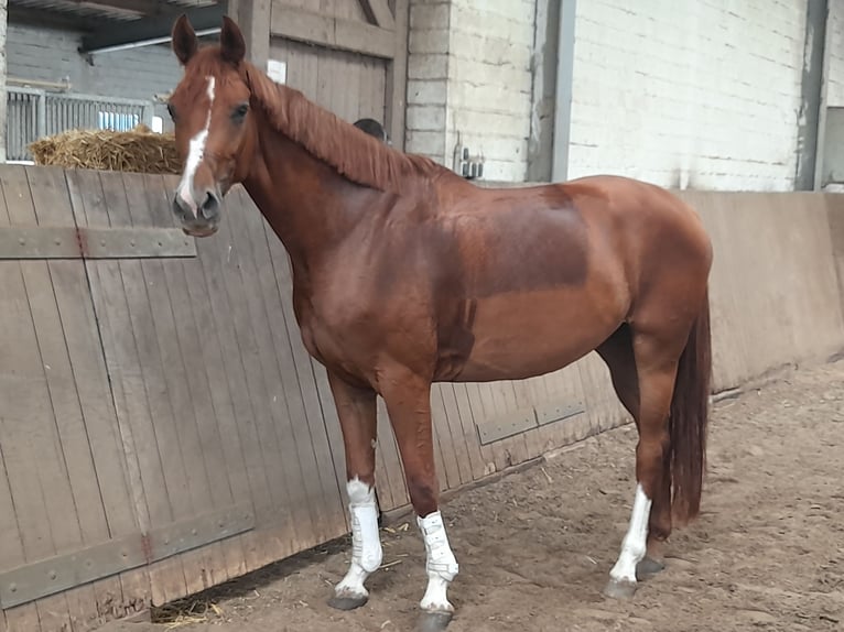 Hannover Giumenta 8 Anni 165 cm Sauro in Hamburg Uhlenhorst