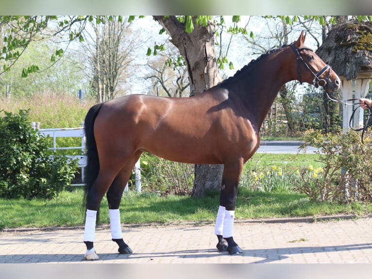 Hannover Giumenta 8 Anni 165 cm Sauro scuro in Selsingen