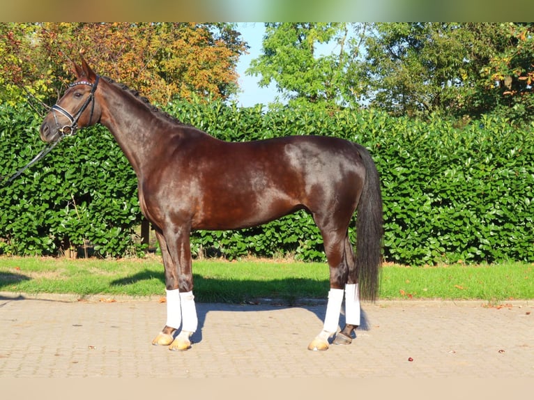 Hannover Giumenta 8 Anni 165 cm Sauro scuro in Selsingen