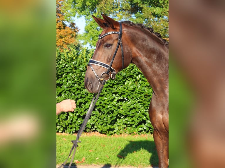 Hannover Giumenta 8 Anni 165 cm Sauro scuro in Selsingen
