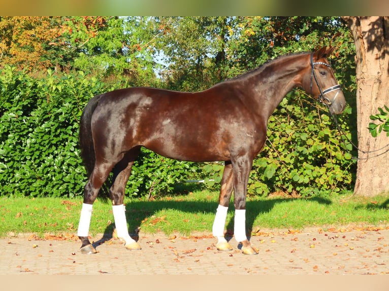 Hannover Giumenta 8 Anni 165 cm Sauro scuro in Selsingen