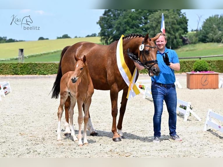 Hannover Giumenta 8 Anni 165 cm Sauro scuro in Bruchhausen-Vilsen