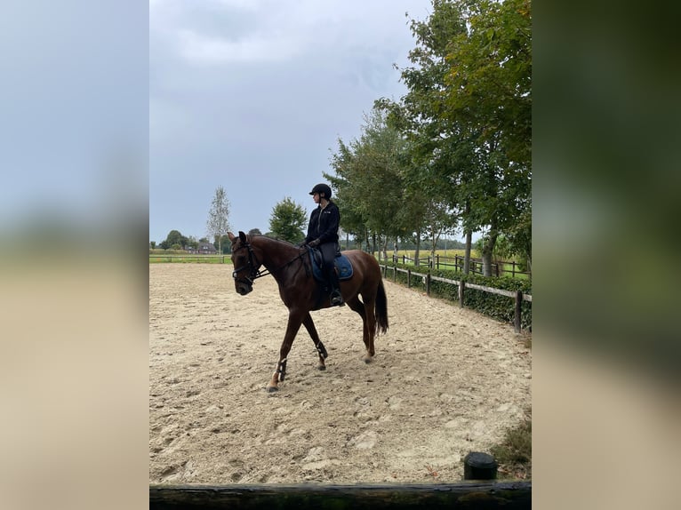 Hannover Giumenta 8 Anni 165 cm Sauro scuro in Gnarrenburg