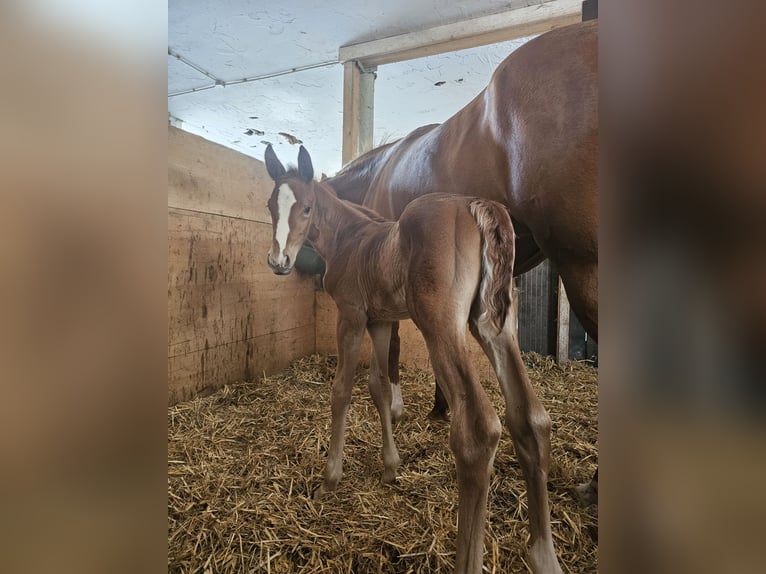 Hannover Giumenta 8 Anni 166 cm Sauro in Biberach an der Ri&#xDF;