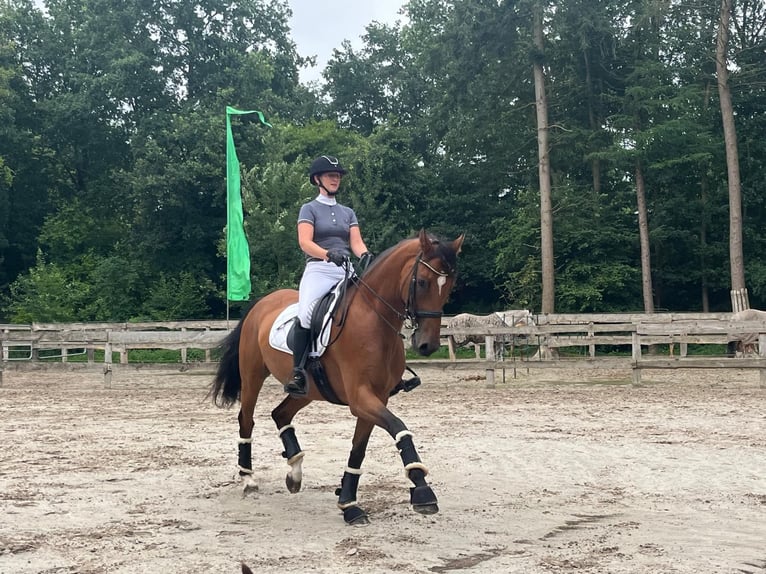 Hannover Giumenta 8 Anni 167 cm Baio in Friesoythe