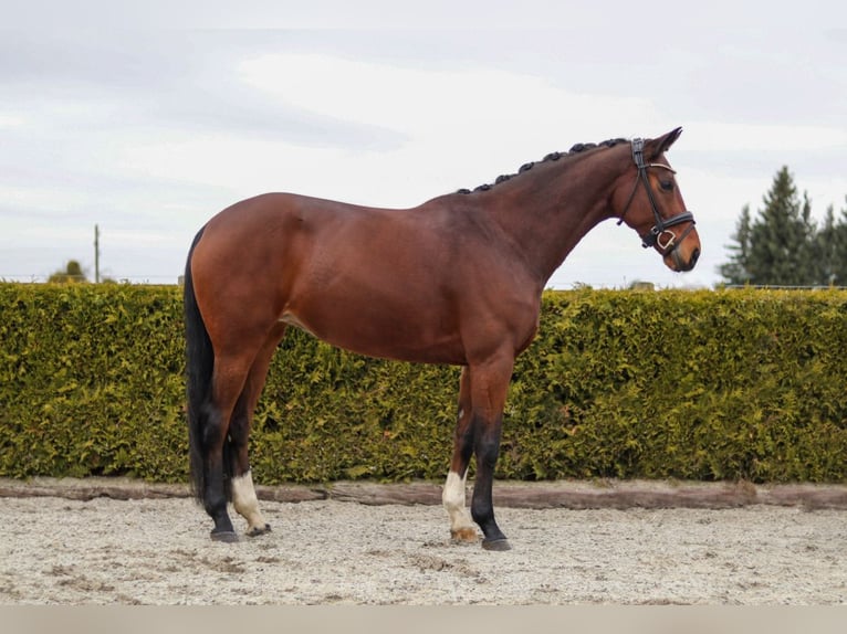 Hannover Giumenta 8 Anni 167 cm Baio in Tiddische