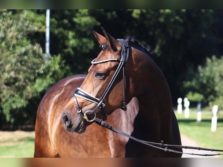 Hannover Giumenta 8 Anni 167 cm Baio scuro in Selsingen