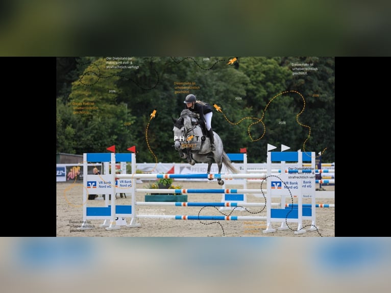 Hannover Giumenta 8 Anni 167 cm Grigio pezzato in Sankt Peter-Ording