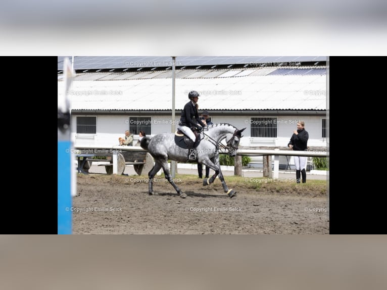 Hannover Giumenta 8 Anni 167 cm Grigio pezzato in Sankt Peter-Ording