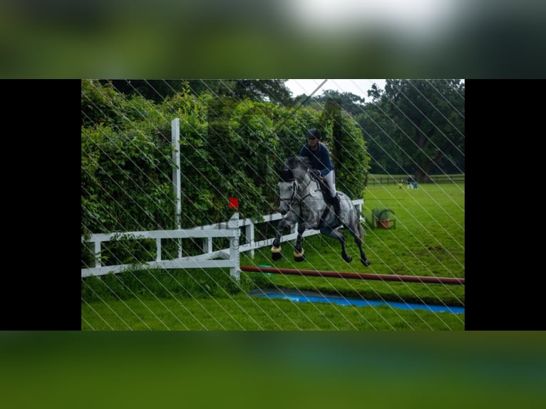 Hannover Giumenta 8 Anni 167 cm Grigio pezzato in Sankt Peter-Ording