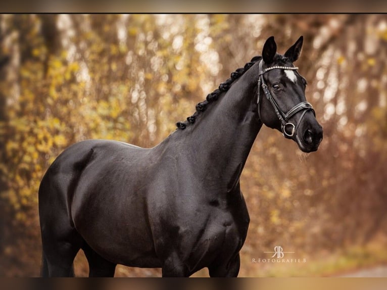 Hannover Giumenta 8 Anni 167 cm Morello in Lachen