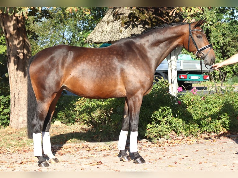 Hannover Giumenta 8 Anni 168 cm Baio in Selsingen
