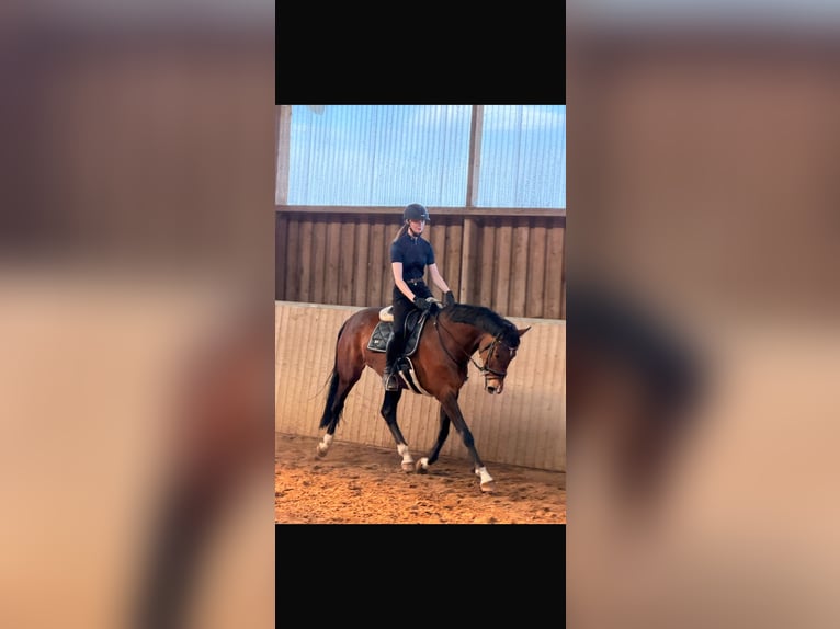 Hannover Giumenta 8 Anni 168 cm Baio in Dahlenburg