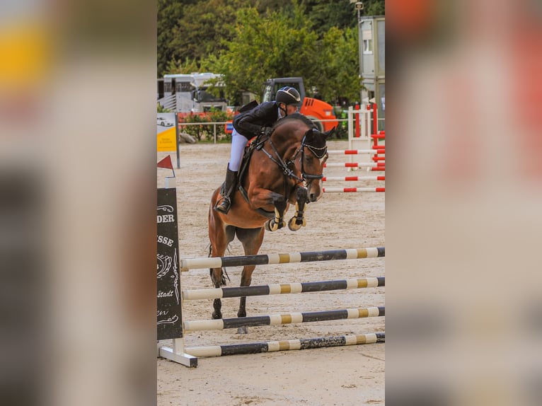 Hannover Giumenta 8 Anni 168 cm Baio in Riedstadt
