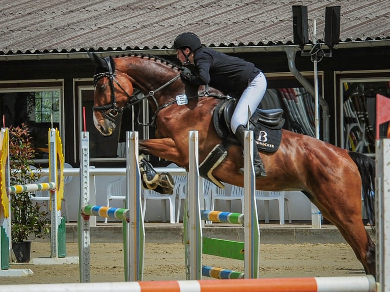 Hannover Giumenta 8 Anni 168 cm Baio in Riedstadt