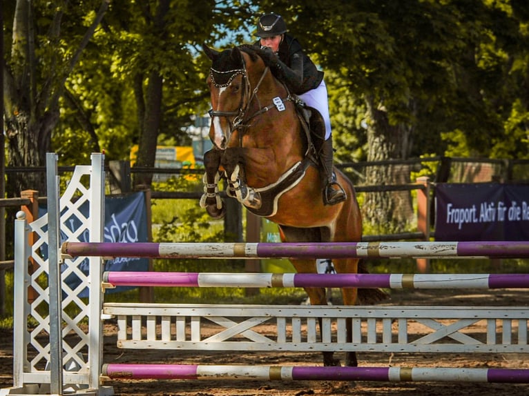 Hannover Giumenta 8 Anni 168 cm Baio in Riedstadt