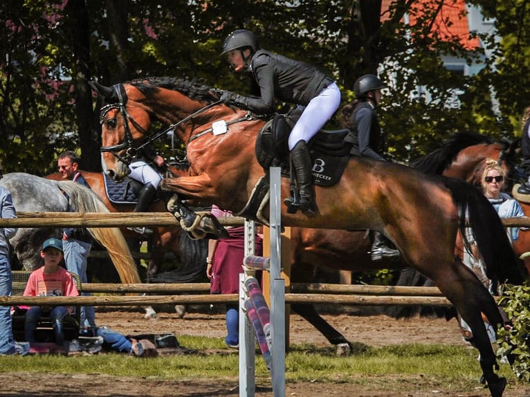 Hannover Giumenta 8 Anni 168 cm Baio in Riedstadt