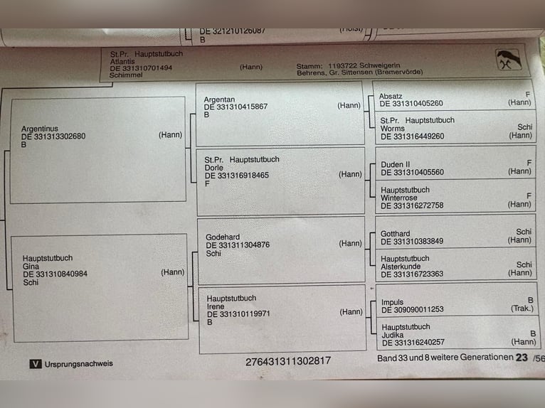 Hannover Giumenta 8 Anni 168 cm Baio in Schulendorf