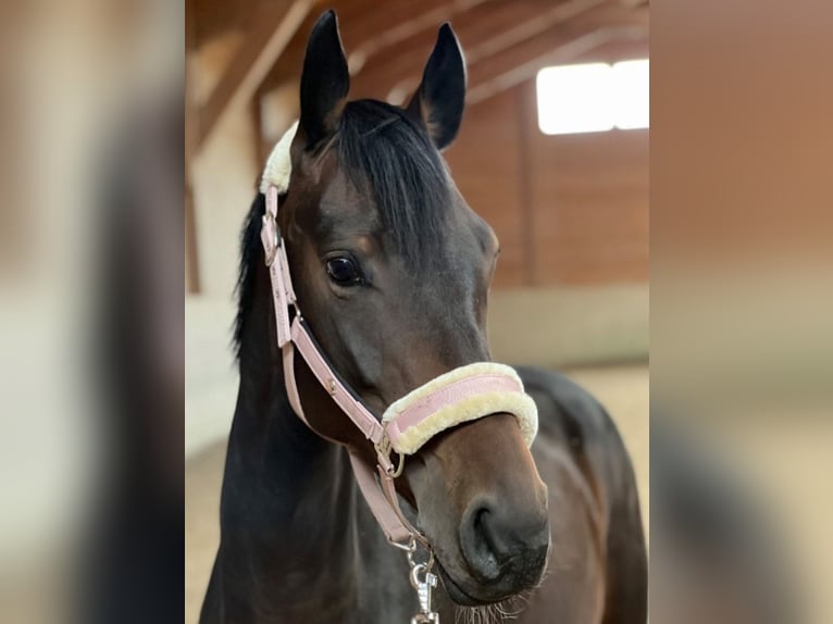 Hannover Giumenta 8 Anni 168 cm Baio scuro in Zell am Moos
