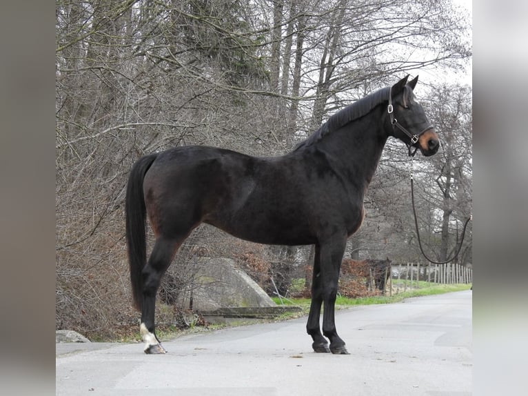 Hannover Giumenta 8 Anni 168 cm Baio scuro in Verl