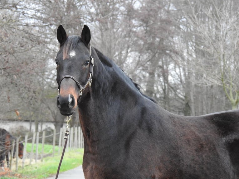 Hannover Giumenta 8 Anni 168 cm Baio scuro in Verl