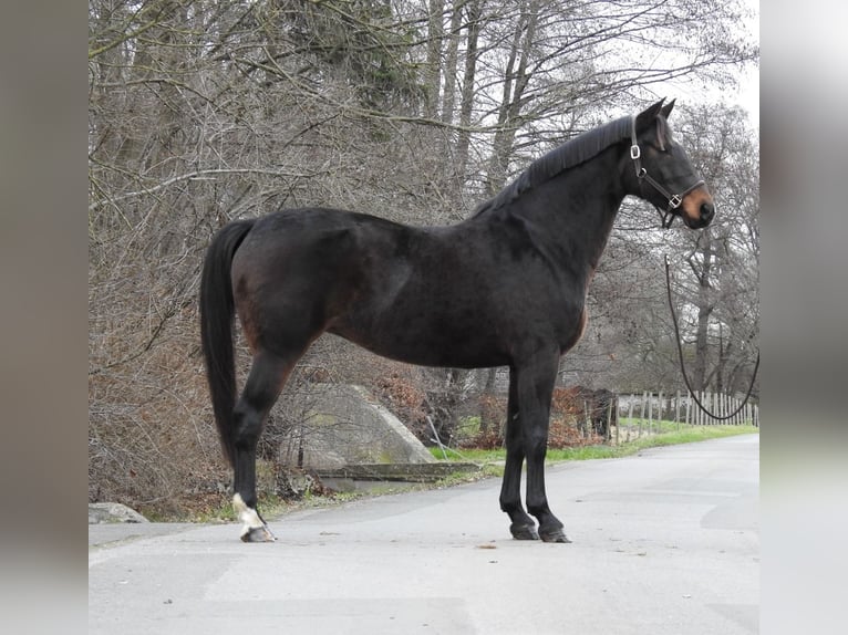 Hannover Giumenta 8 Anni 168 cm Baio scuro in Verl