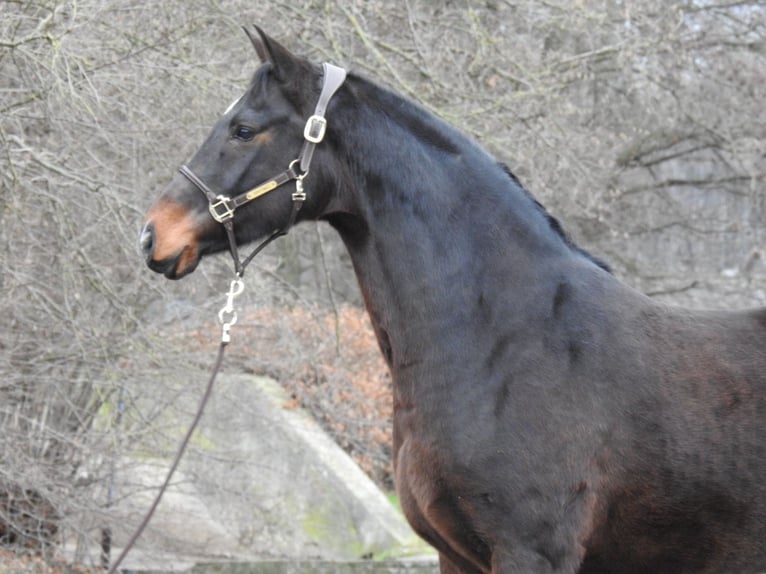 Hannover Giumenta 8 Anni 168 cm Baio scuro in Verl