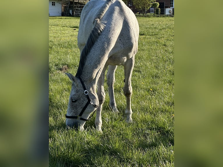 Hannover Giumenta 8 Anni 168 cm Grigio in Wahrenholz