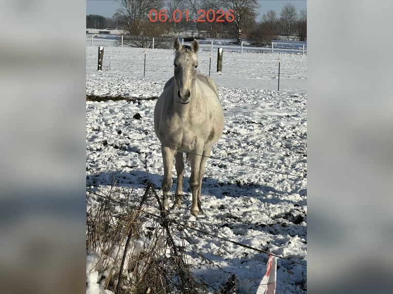 Hannover Giumenta 8 Anni 168 cm Grigio in Wahrenholz